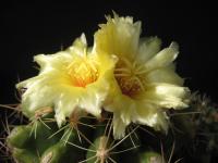 Thumbnail of 1423_Thelocactus ehrenbergii_20100522.jpg